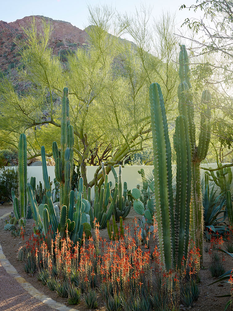 House of Desert Gardens - Cacti