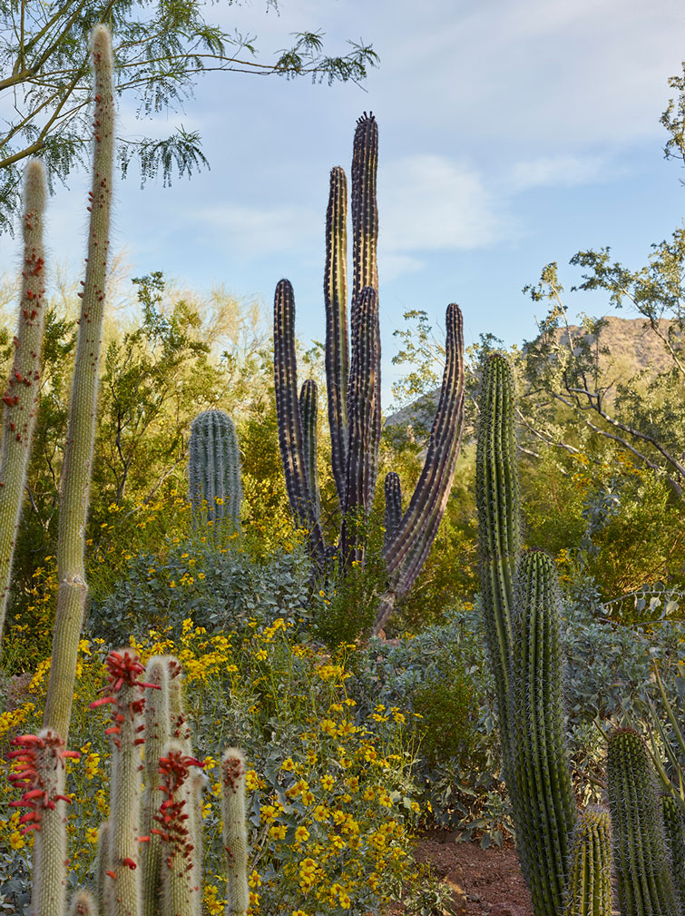 House of Desert Gardens -  Cacti
