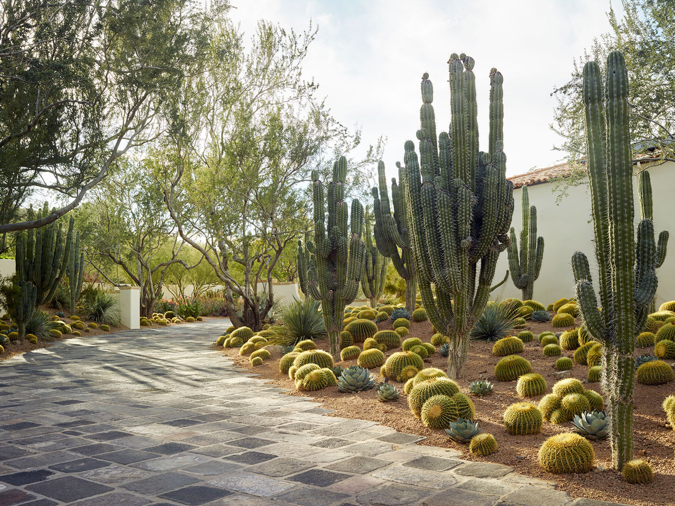 House of Desert Gardens - Cacti